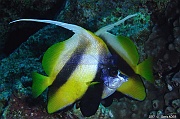 Heniochus-intermedius poisson cocher de mer rouge-Safaga Tobia harba-4m-20171121-Denis-ADER-DSC_3283_tn